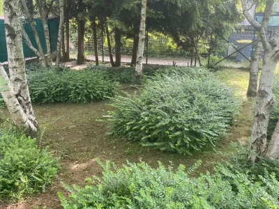 Jardin ombragé avec buissons et arbres, sol couvert d’herbe et de terre