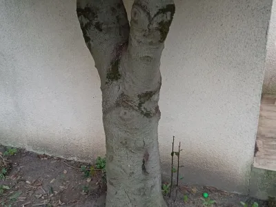 Tronc d’arbre au pied d’un mur dans un jardin aménagé