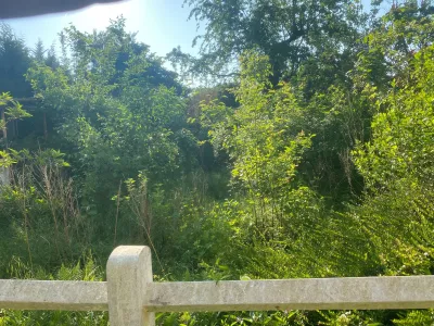 Terrain boisé et végétation naturelle avant débroussaillage et nettoyage