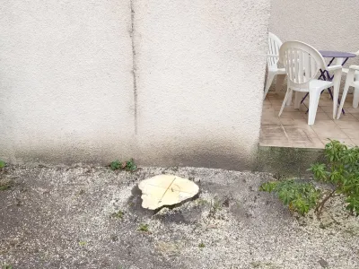 Découpe de souche d’arbre dans un jardin avant aménagement