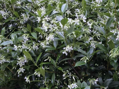Arbuste persistant aux petites fleurs blanches dans un massif paysager