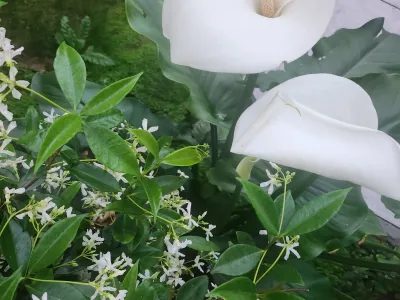 Fleurs blanches de dipladénia ou jasmin en pot dans un jardin