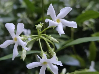 Fleurs blanches étoilées de jasmin en gros plan dans un jardin paysager