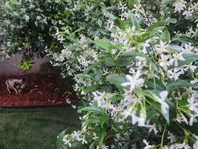 Arbuste fleuri aux petites fleurs blanches dans un massif paysager