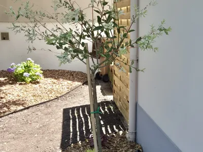 Jeune arbre planté le long d’un mur avec paillage minéral et aménagement soigné