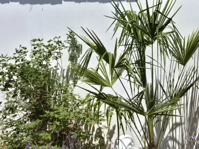 Palmiers et arbustes intégrés dans un aménagement de jardin aux accents exotiques