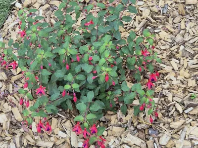 Plante couvre-sol fleurie rose installée dans un massif avec paillage bois