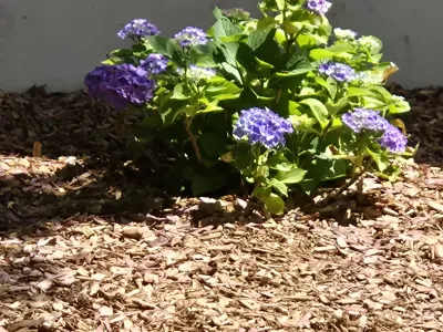 Hortensia à fleurs violettes planté dans un massif paysager avec paillage
