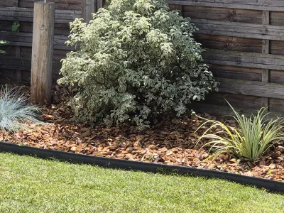 Arbuste persistant au feuillage panaché intégré dans une bordure de jardin