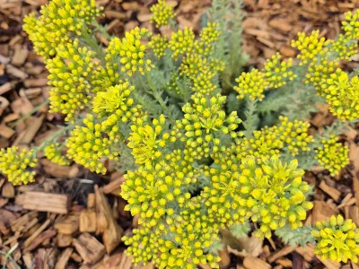 Plante vivace aux fleurs jaunes en bouton dans un massif paysager