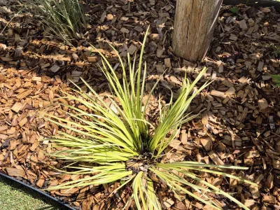 Plante graphique au feuillage fin plantée au pied d’un arbre avec paillage bois