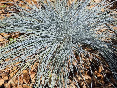 Graminée ornementale au feuillage bleuté plantée dans un massif avec paillage bois