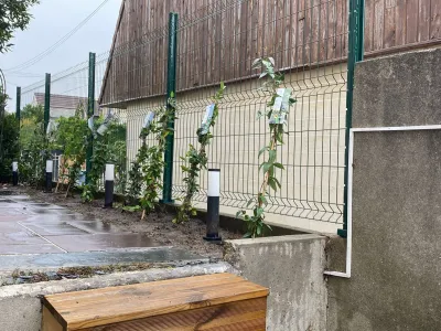 Allée le long d’un mur avec plantation de végétaux grimpants sur une clôture métallique verte