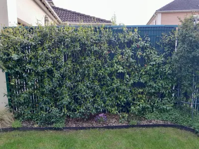 Haie dense et taillée entourant un jardin bien entretenu avec une clôture et plantations