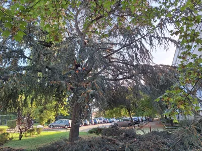 Gros plan sur un grand cèdre dans un jardin public avec voitures stationnées en arrière-plan
