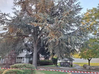 Vue générale d’un cèdre imposant dans un jardin urbain avec bancs et végétation autour